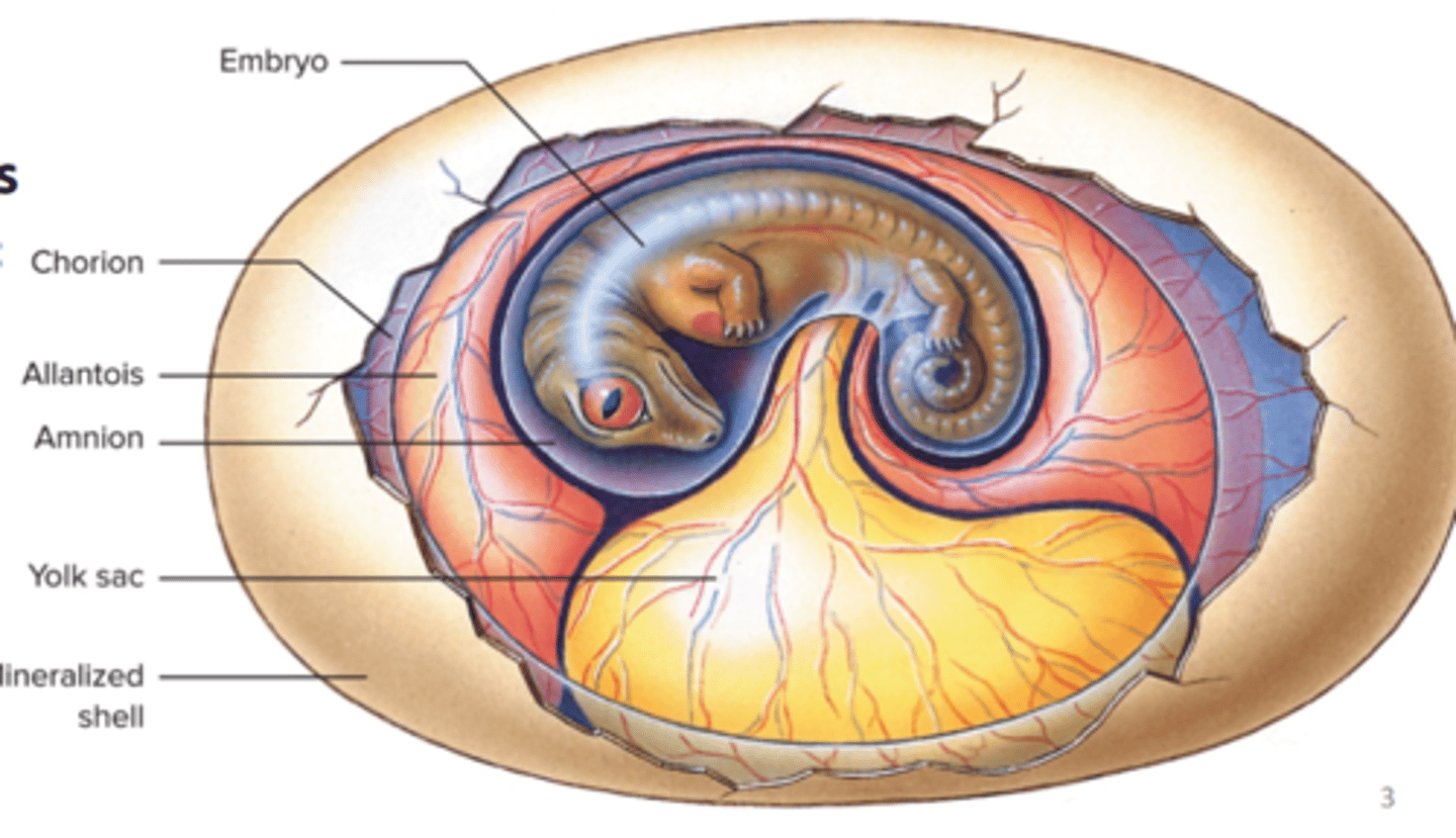 <p>what are the four extraembryonic membranes of an amniotic egg</p>
