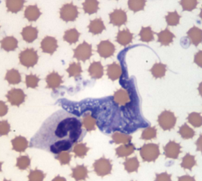 <p>reduviid bugs aka kissing bugs&nbsp;</p>