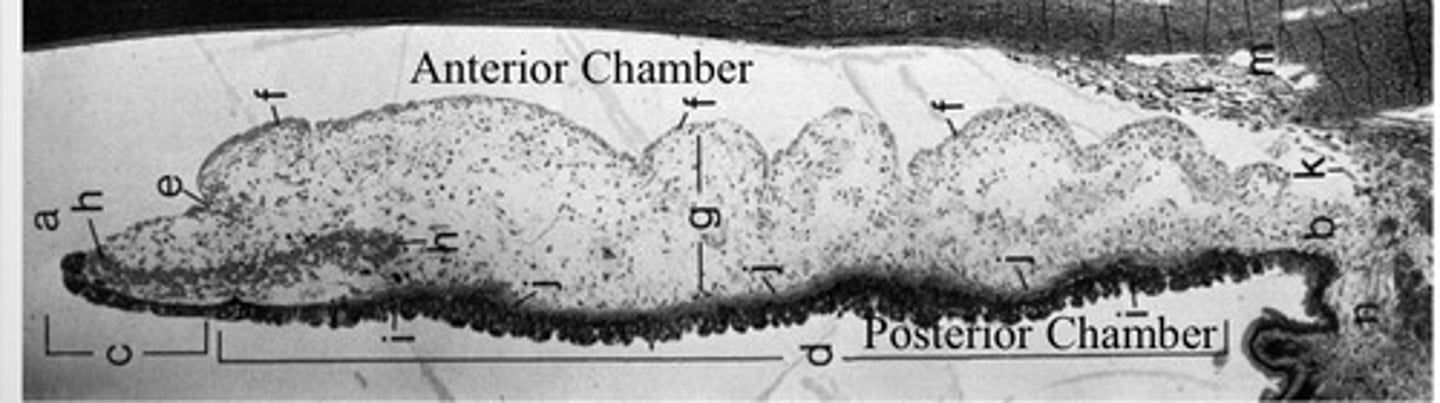 <p>contains dilator muscle</p>