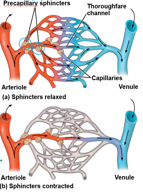 <p>metabolic need</p>