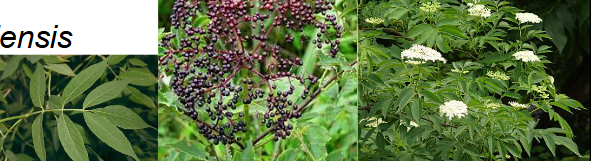 <p>Viburnaceae </p><p>Sambucus canadensis </p>