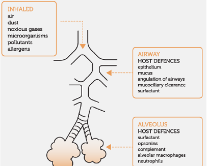 <p>cough</p><p>alveolar macrophages</p><p>mucociliar elevator</p>