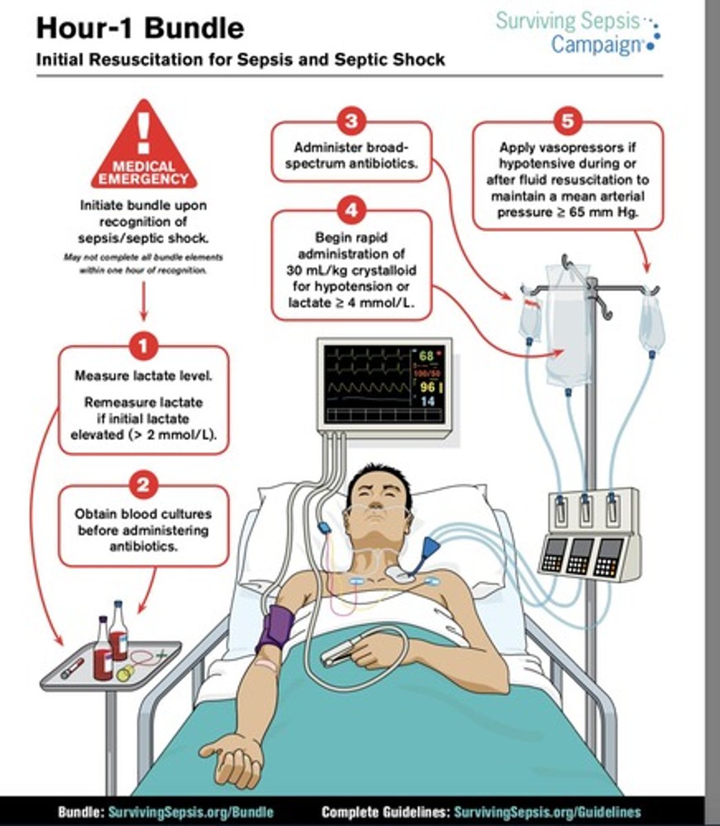 <p>Administer high flow O2, start IV fluid resuscitation, draw blood cultures, and initiate IV antibiotics within 1 hour.</p>