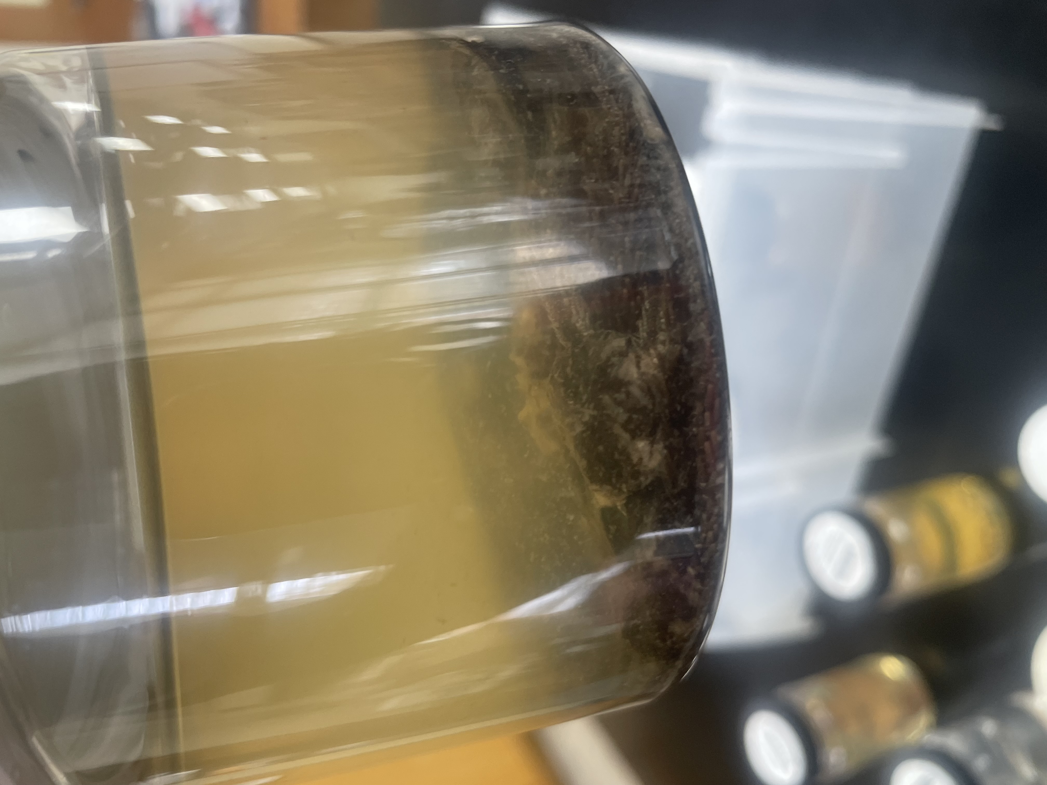 <p>Brittle stars</p>