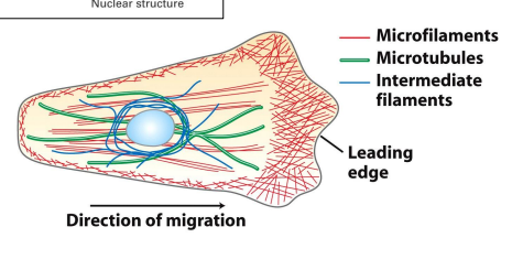 <ul><li><p>microtubules</p></li><li><p>microfilaments </p></li><li><p>intermediate filaments </p></li></ul><p></p>