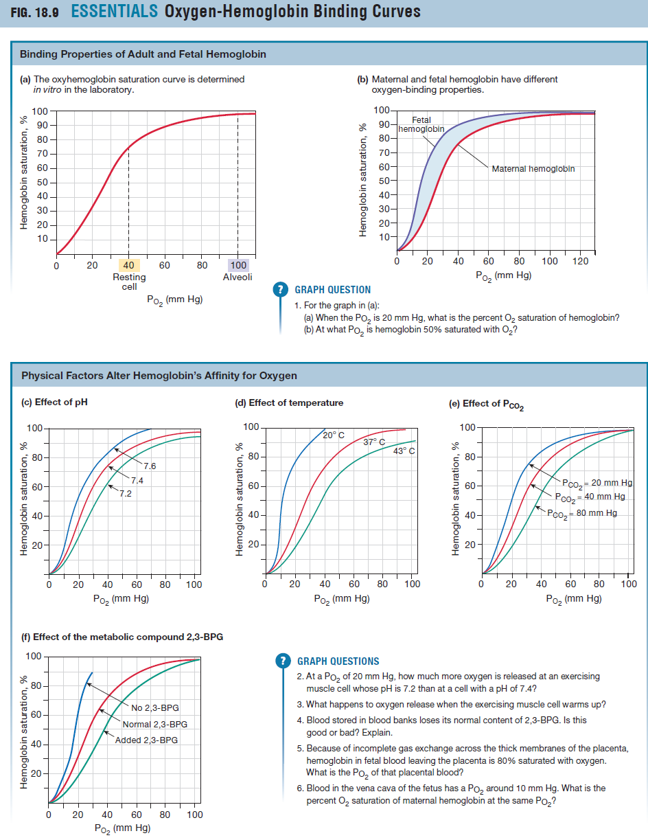 Hemoglobin bound to oxygen

Resting Cell: 75% Saturation