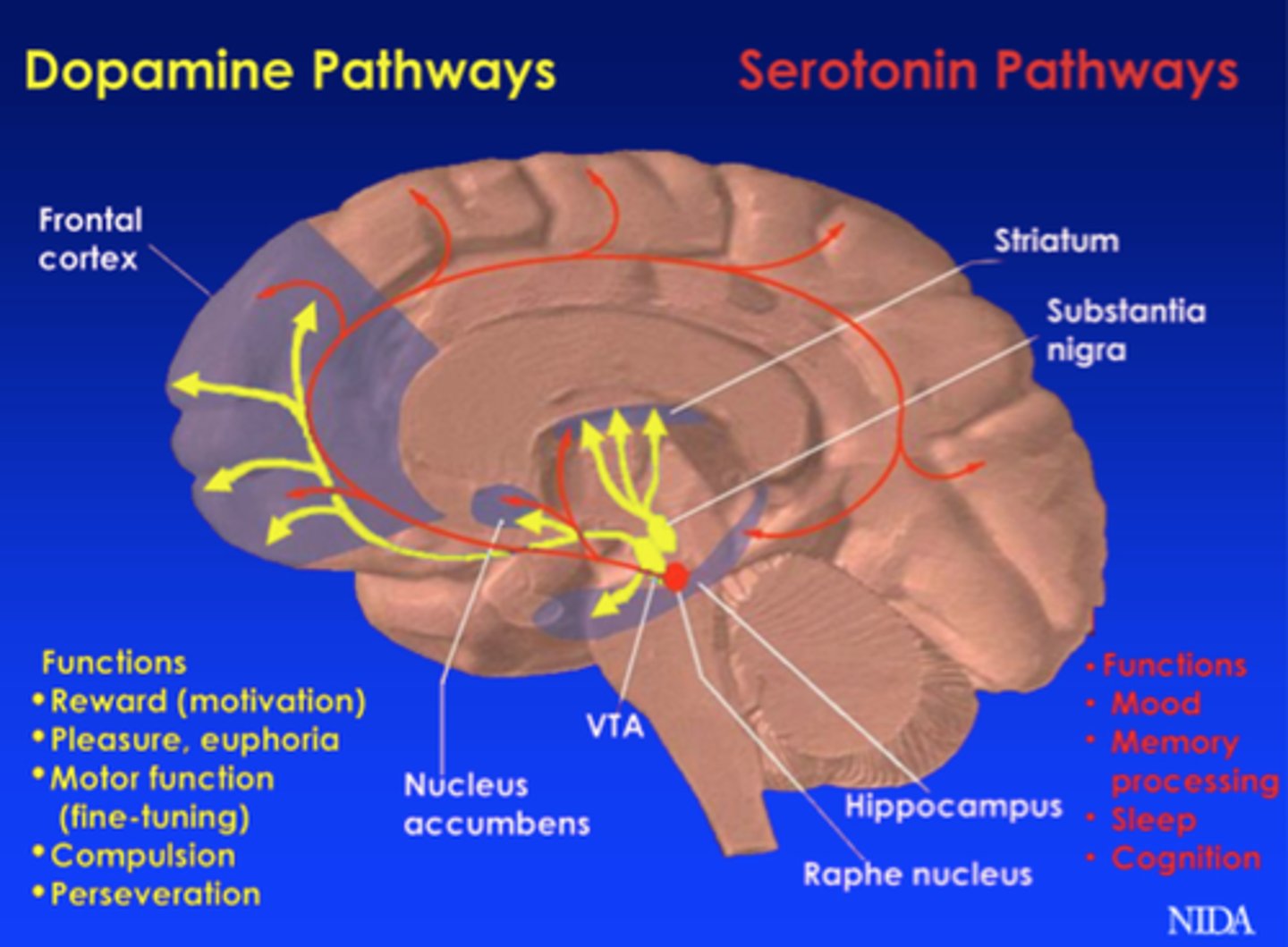 <p>A neurotransmitter associated with movement, attention and learning and the brain's pleasure and reward system.</p>