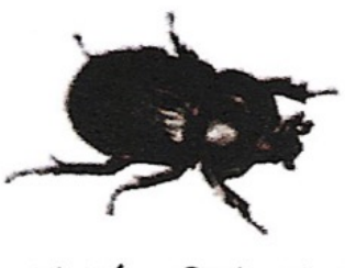 <p>ఇది ఏమిటి?</p>