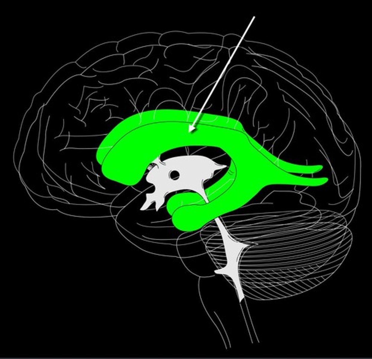 <p>located in the parietal lobe, situated between the anterior and posterior horns.</p>