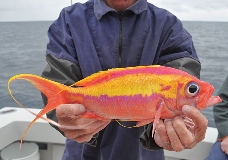 <p>head and body are red with a broad yellow stripe from the rear of the eye through the upper fin & top of the filament</p><p>anal and pelvic fins reddish</p><p>caudal fin filaments very long</p>