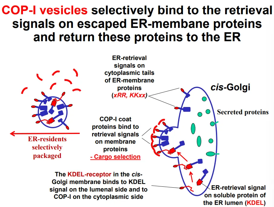 <ul><li><p><strong>export </strong>from the ER doesn’t require a signal, it occurs by <strong>default ‘bulk flow’ </strong>(but some signals may <strong>accelerate </strong>export)</p><ul><li><p>bacterial proteins that are inserted into eukaryotes (adding a signal for production in the ER, but not a signal for retention) are excreted</p></li></ul></li><li><p><strong>resident </strong>proteins <strong>aren’t prevented from leaving </strong>the ER, but they are <strong>continually retrieved</strong> from the golgi apparatus due to an<strong> ER-retrieval signal</strong></p><ul><li><p>these are <strong>necessary </strong>(deletion of the signal results in secretion instead of residency) and <strong>sufficient </strong>(the only sequence that is required to cause secretion)</p></li></ul></li></ul><p></p><ul><li><p><strong>COP-I</strong> vesicles<strong> selectively bind</strong> to retrieval signals (primary structure) for <strong>escaped ER resident proteins</strong> that are found in the <strong>cis-golgi</strong>:</p><ul><li><p><strong>diarginine</strong> (N terminus) and <strong>dilysine </strong>(C terminus) motifs on the cytoplasmic side of <strong>transmembrane </strong>ER resident proteins</p></li><li><p><strong>KDEL receptor proteins</strong> in the cis-golgi membrane bind to the <strong>KDEL sequences </strong>(C-terminus) of <strong>luminal </strong>ER resident proteins</p></li></ul></li><li><p>this is cargo selection, which then triggers vesicle formation</p></li><li><p>the KDEL receptor proteins <strong>dissociate </strong>from the cargo upon <strong>return </strong>to the ER due to <strong>pH differences </strong>between the ER and golgi <strong>lumen </strong>(the <strong>ER is less acidic</strong>, which discourages the association), so the receptors can be <strong>recycled </strong>to the golgi in<strong> COP-II</strong> vesicles</p></li></ul><p></p>