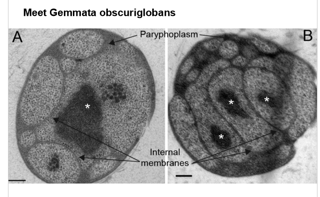 <p>membrane structures for specialized purposes</p>