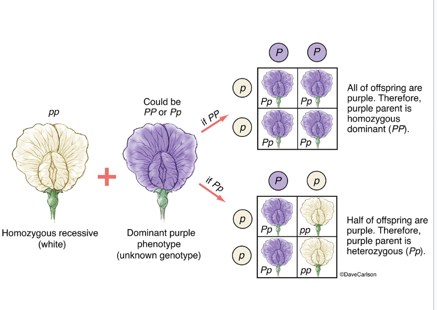 <ul><li><p><span style="background-color: transparent; font-family: "Proxima Nova", sans-serif;"><span>Cross the organism with one that is </span><strong><span>homozygous recessive - the ‘test’</span></strong></span></p><ul><li><p><span style="background-color: transparent; font-family: "Proxima Nova", sans-serif;"><span>If some of the offspring have the recessive phenotype → organism was heterozygous</span></span></p></li><li><p><span style="background-color: transparent; font-family: "Proxima Nova", sans-serif;"><span>If none of the offspring have the recessive phenotype → organism was homozygous dominant</span></span></p></li></ul></li></ul><p></p>