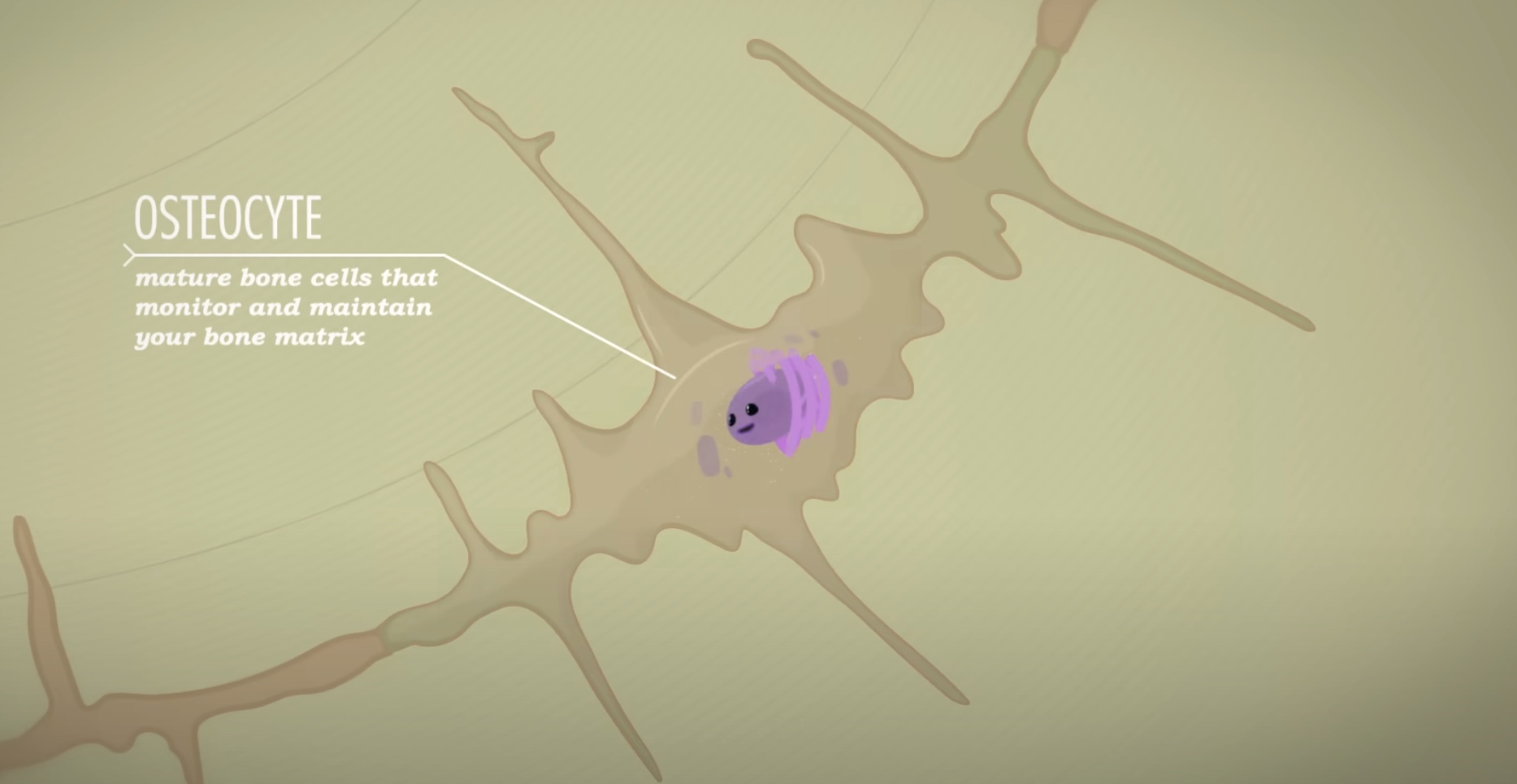 <p><span style="color: blue"><strong>Osteocytes</strong></span> detect <strong>stress</strong>, <strong>fractures</strong>, or <strong>old bones in need for remodeling</strong></p>