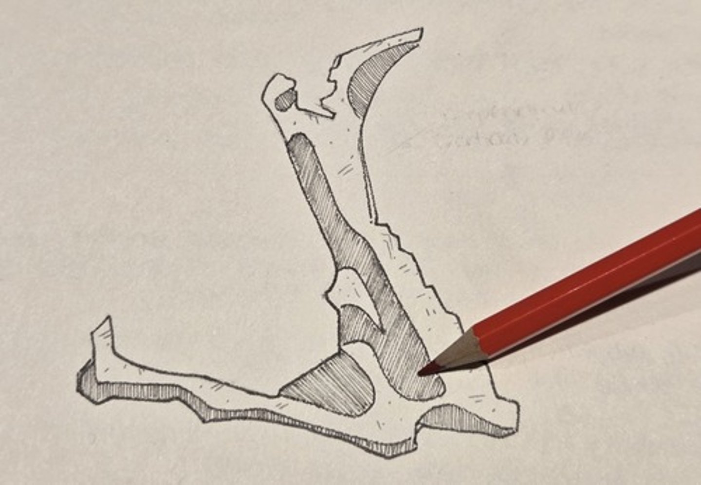 <p>The posterior border of the perpendicular plate is the thickest border.</p>