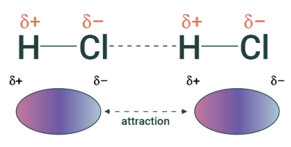 <p>electrostatic interaction between <mark data-color="#fdf40a" style="background-color: rgb(253, 244, 10); color: inherit;">two molecules with PERMANENT</mark> dipoles</p><ul><li><p>stronger than vdw (temporary dipoles)</p></li></ul><p></p>