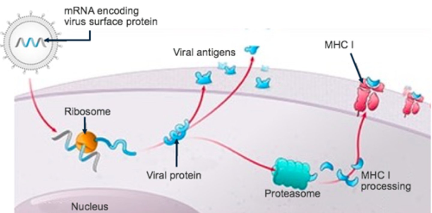 <p>has mRNA to make a protein that is part of the antigen (like a protein on the outside of the virus</p>