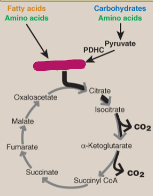 <p>Label the TCA cycle.</p>
