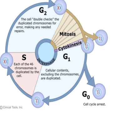 <p>Cell Cycle</p>