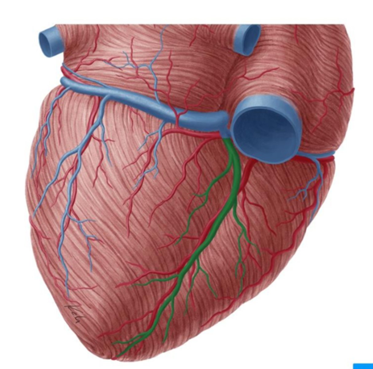 <p>drainage: kleine venules van harttop</p><p>voert af naar coronaire sinus</p>