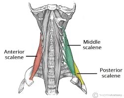 <p>scalenes (SF) action/function </p>