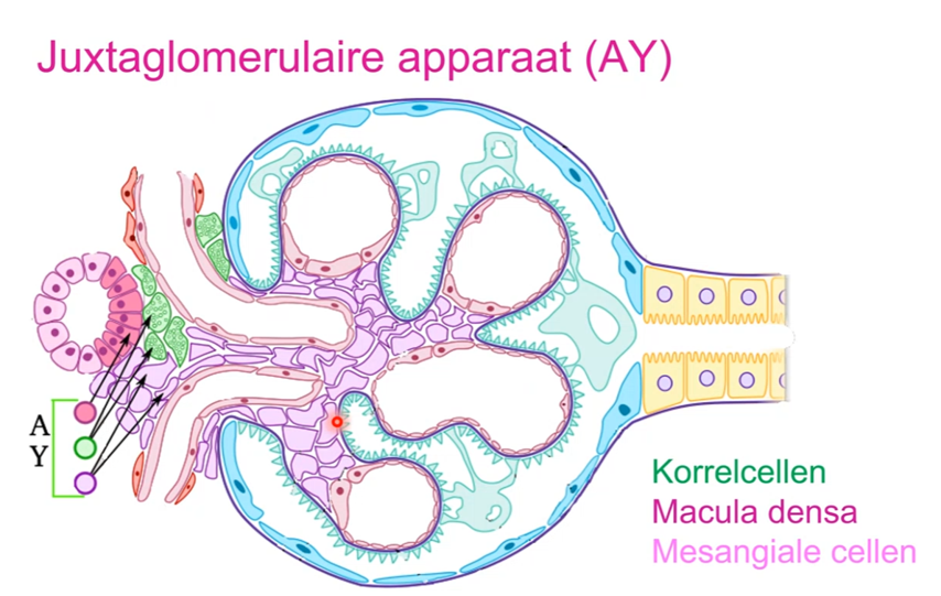 <p>JGA (Juxtoglomulair Apparaat)</p>