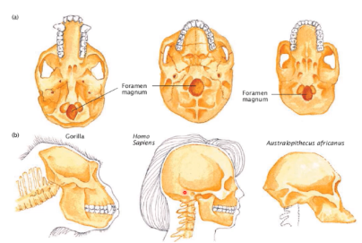 <ul><li><p>foramen magnum has become centralised</p></li><li><p>allowing attachment of spine and spinal cord directly under the skull</p></li></ul><p></p>
