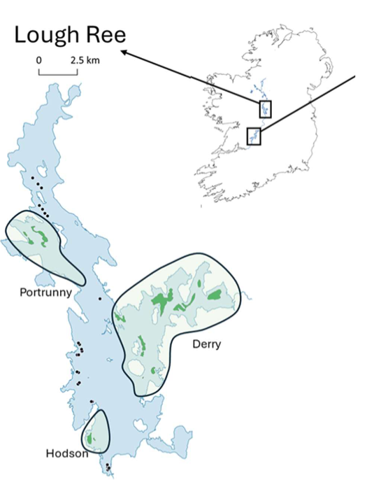 <ol><li><p>Native to Europe but invasive in UK &amp; Ireland</p></li><li><p>Recently expanding </p></li><li><p>Significant monocultures e.g. 84ha</p></li><li><p>250ha in 3 bays in L. Ree</p></li></ol><p></p>