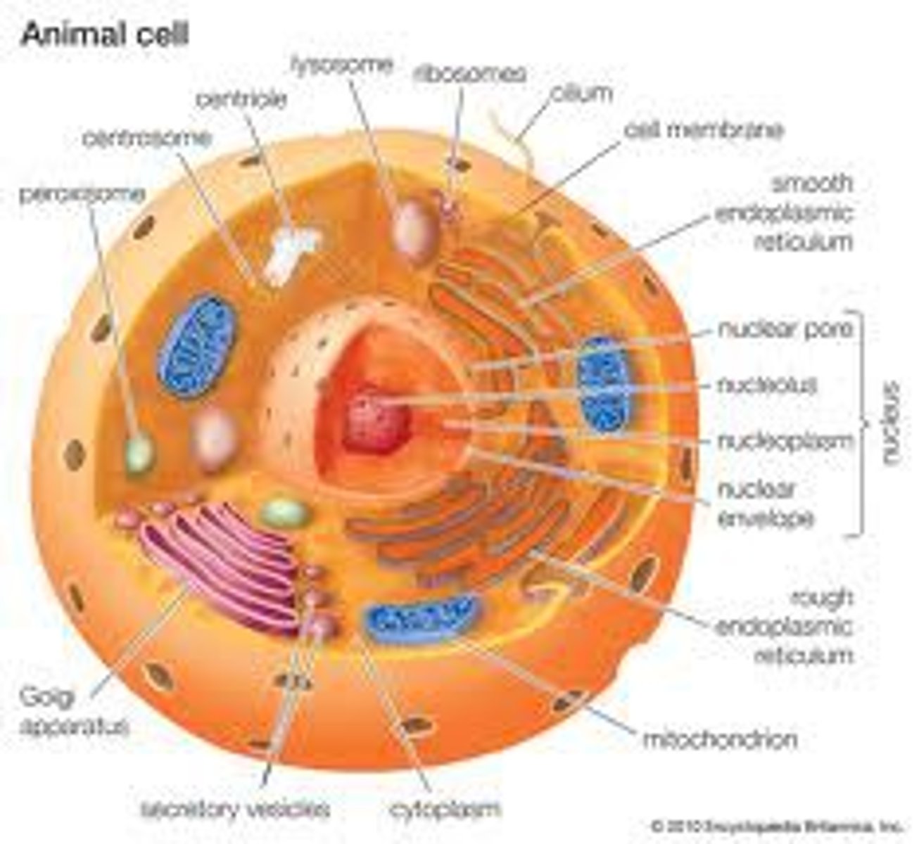 <p>The basic unit of structure and function for all living organisms. Cells have three common components: genetic material, cytoplasm, and a cell membrane. Eukaryotic cells also contain specialized organelles.</p>