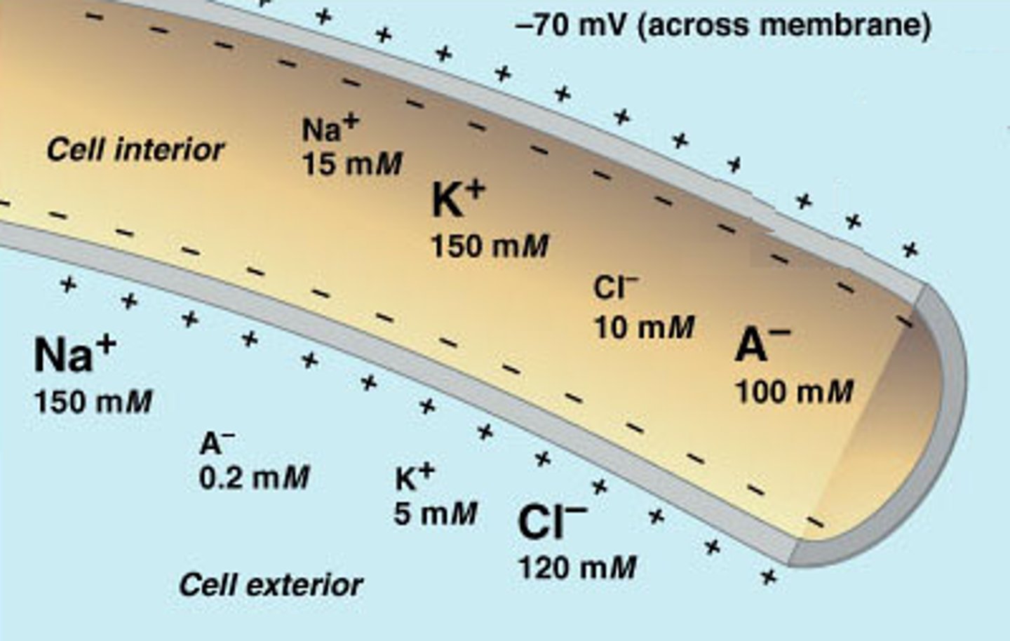 <p>Explain the voltage difference of the gradient (inside space vs extracellular space).</p>