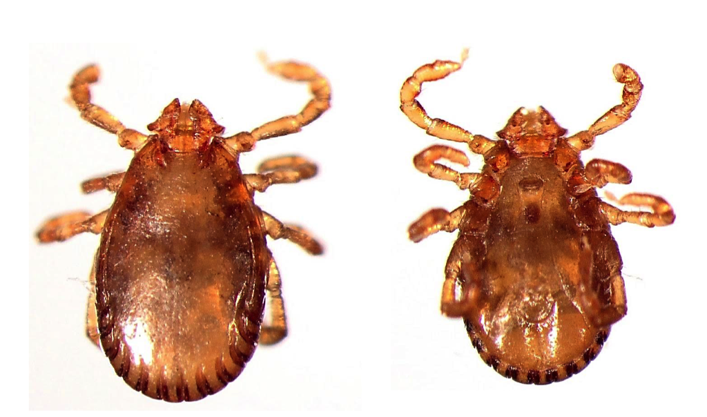 <p>THREE HOST TICK</p><ul><li><p>Rectangular basis captuli</p></li><li><p>Dark brown legs</p></li><li><p>Festoons</p></li><li><p>Palps extend out laterally</p></li></ul>