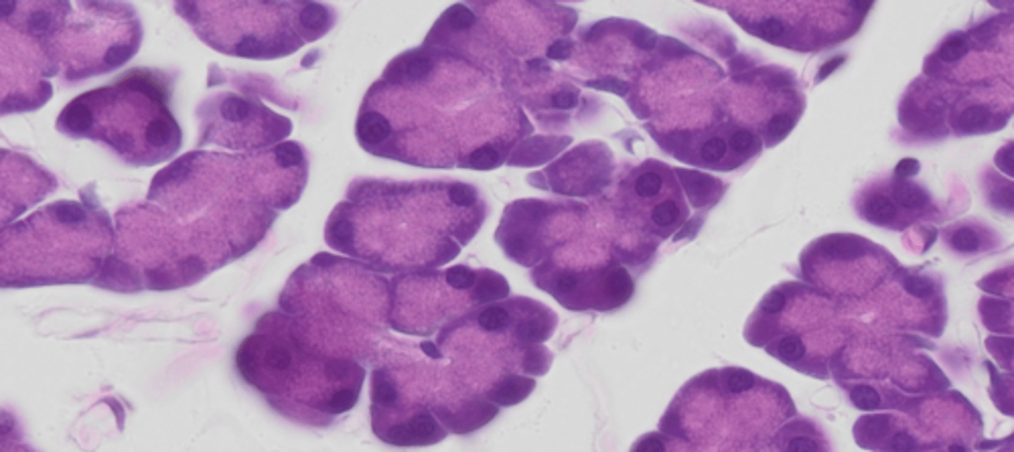<p>Exokein celle</p><p>Kirtelcellen danner et tyndtflydende proteinrigt sekret. Cellerne i sådanne serøse kirtler har meget RNA i cytoplasmaet. Snittet er farvet med hæmatoxylin-eosin (HE). Den blålilla farve angiver beliggenheden af cellens negativt ladede komponenter, det vil sige de DNA og RNA molekyler og evt. proteiner, der har affinitet til positivt ladede farvestoffer</p><p>Fordi det er i pancreas bliver der dannet enzymer til fordøjelsen og derfor vil sekretet indeholde protein. Kernen ligger basalt og golgi appikalt da sekret skal UD af cellen</p>