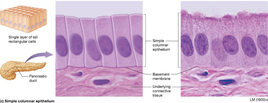 <ul><li><p>Single layer, tall cells</p></li><li><p>Absorption &amp; secretion of mucus, enzymes</p></li><li><p>Located:</p><ul><li><p>Digestive tract, gallbladder, ducts of some glands, bronchi, uterine tubes</p></li></ul></li></ul><p></p>
