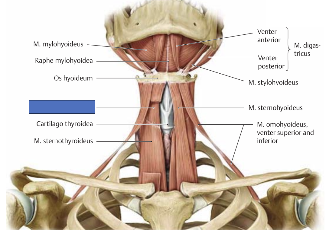 <p>m. thyreohyoideus → langetab keeleluud ja kõri</p>