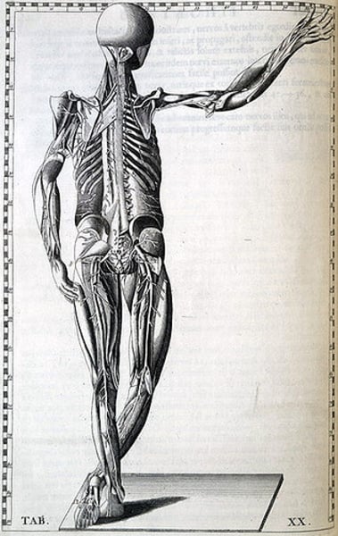 <p>the sensory and motor neurons that connect the central nervous system to the rest of the body</p>