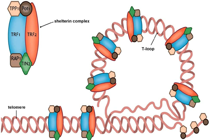 <ul><li><p>Telomeres have a single-stranded 3' overhang that protects DNA</p></li><li><p>a Shelterin Complex of proteins that protect telomeres</p></li><li><p>T-loop formation where the overhang loops back to shield chromosome ends.</p></li></ul><p></p>