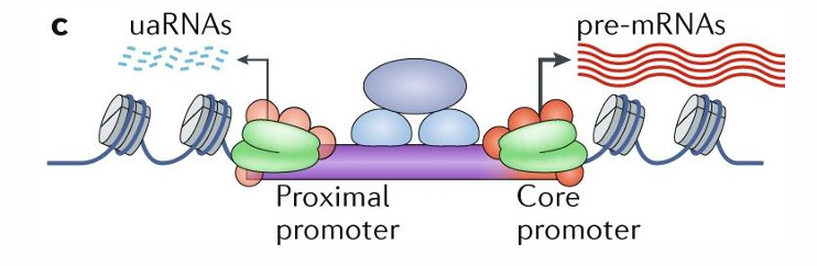 <p>proximal, core promoter</p>