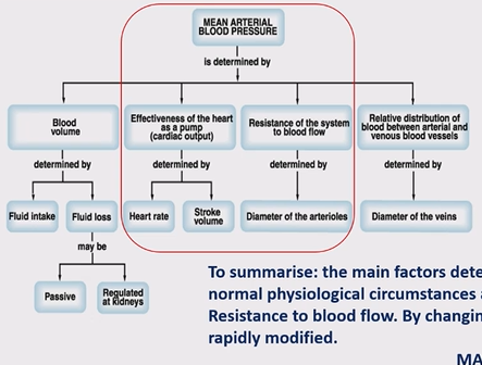<p>blood volume - determind by fluid intact and loss (passive or kidneys) (not very relevent)<br>effectivness of the heart as the pump - heart rate and stroke volume<br>resistance of the system to blood flow - diameter of the aterioles<br>relative distribution of blood between aterial and venous blood vessels - diameter of the veins (most blood in veins)</p>