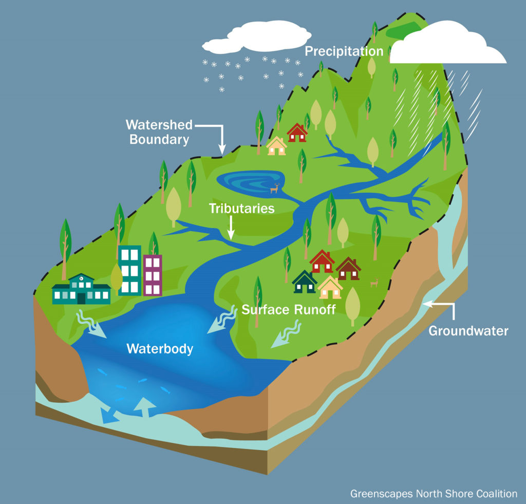 <p>all of the land that drains into a specific body of water (river, lake, bay, etc.)</p><ul><li><p>determined by slope; ridges of land divide watersheds (diff. runoff directions)</p></li><li><p><strong>vegetation,</strong> <strong>soil composition</strong>, and <strong>slope </strong>play a large role in how watersheds drain</p><ul><li><p>more vegetation=mroe infiltration and groundwater recharge</p></li><li><p>greater slope=faster velocity of runoff and more soil erosion</p></li><li><p>soil permeability→ determines runoff vs. infiltration rates</p></li></ul></li></ul><p><strong>human activities in a watershed impact water quality (agriculture, cleacutting, urbanization, dams, mining)</strong></p><p></p>