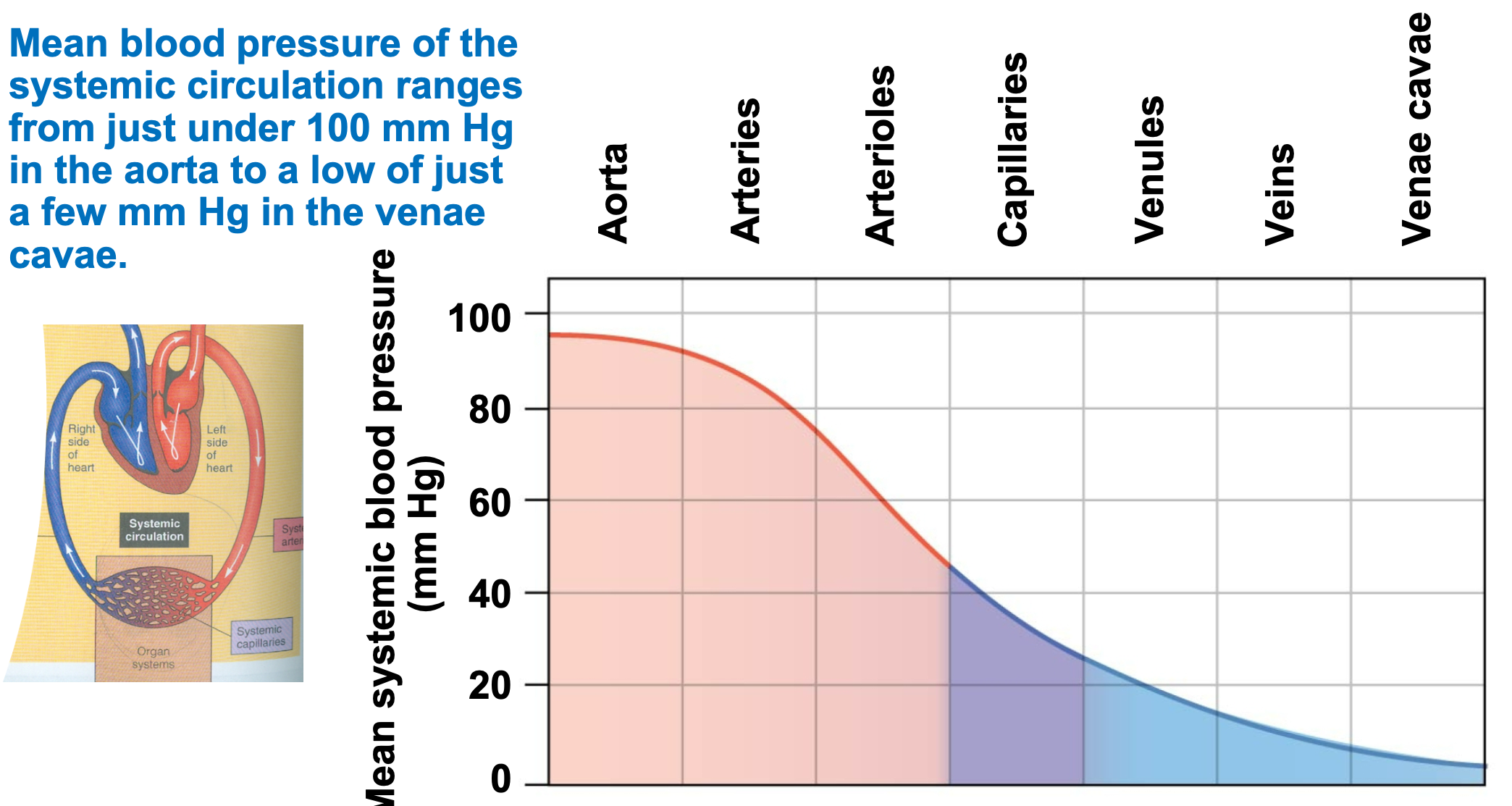 <ol><li><p>Pressure, volume, flow, and resistance</p></li><li><p>Blood flows down a pressure gradient</p></li><li><p>Mean blood pressure of systemic circulation ranges</p><ol><li><p>Just under 100 mm Hg in aorta</p></li><li><p>Low of just a few mm Hg in the venae cavae</p></li></ol></li></ol>