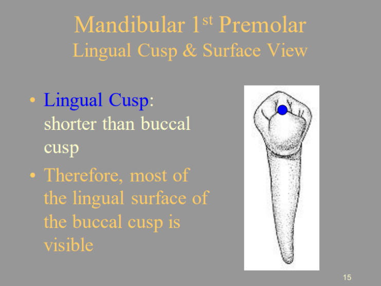 <p>C) Most Of The Lingual Surface Of The Buccal Cusp Is Visible</p>