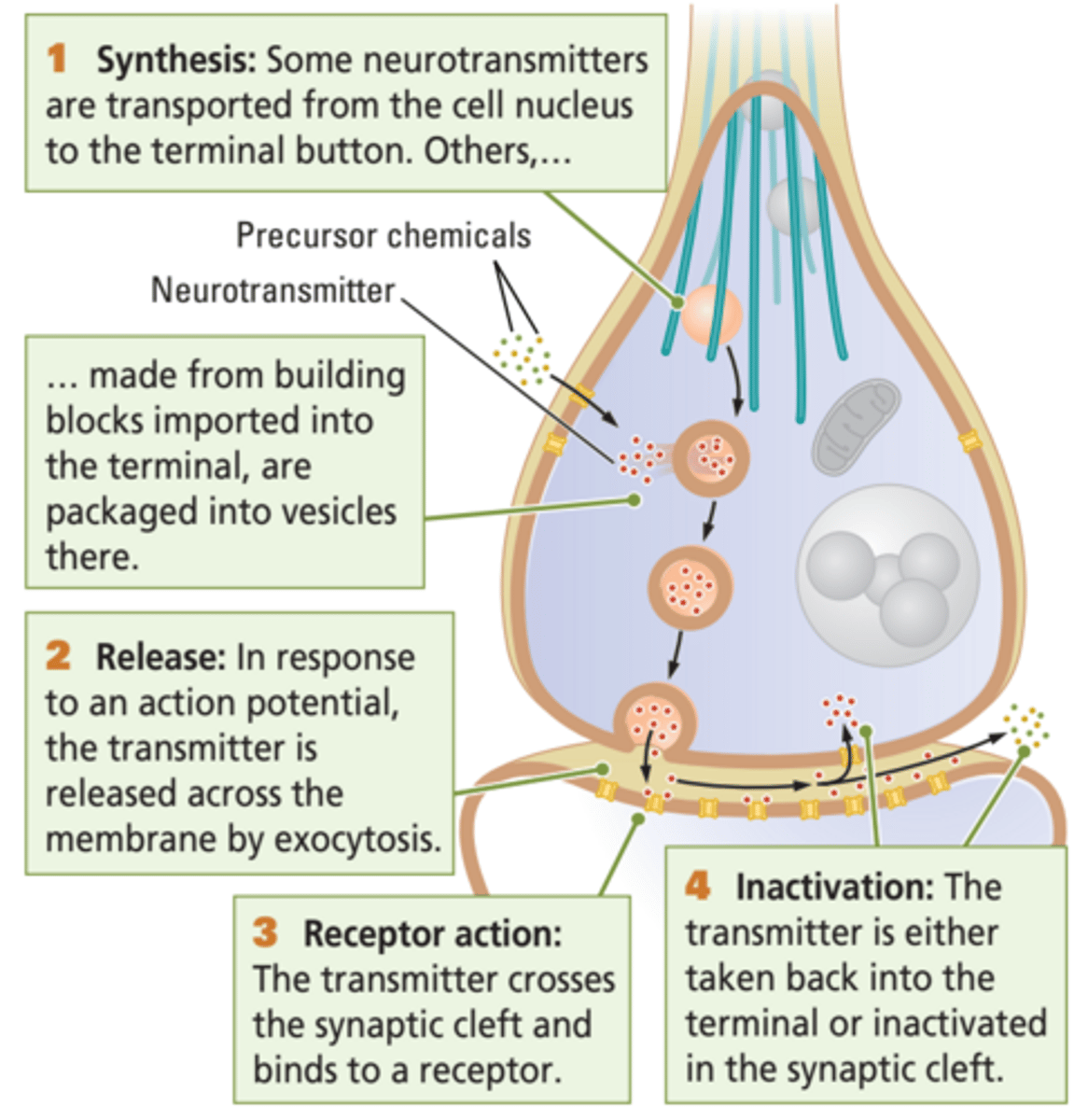 <p>1) synthese van NT. (in cell body)</p><p>2) opslag van NT (in vesicles)</p><p>3) vrijgave van NT. (terminal presyn -> synap)</p><p>4) receptor interactie (in postsynap)</p><p>5) activatie of inactivatie van NT</p><p>6) heropname of weg gooien</p>