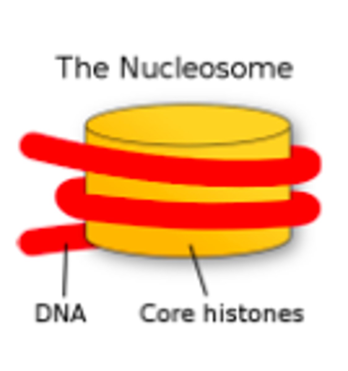 <p>most accepted DNA packing model. proposes nucleosomes to be the packing unit of eukaryotic chromatin, made up of a double DNA strand wrapped core histones</p>