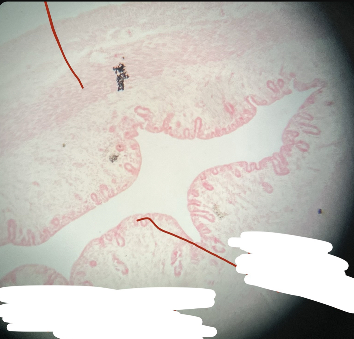 What cell is this?
