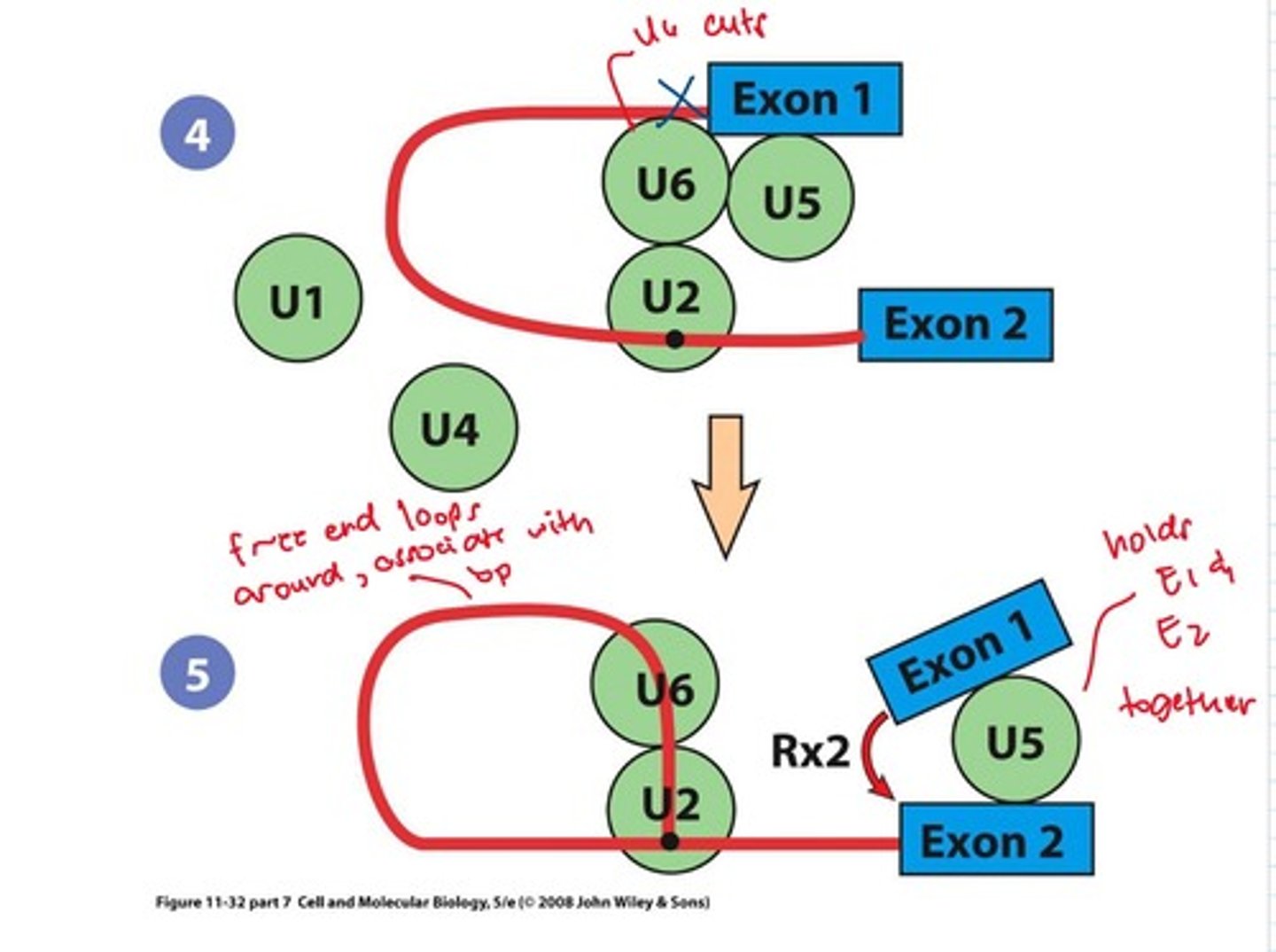 <p>Joining of exons after intron removal.</p>