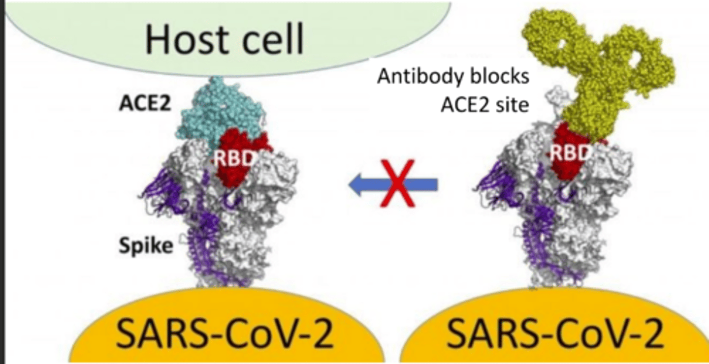 <p>elicit anibodies to close spike protein (pre-fusion conformation) to prevent binding to ACE2, thus neutralizing virus</p>
