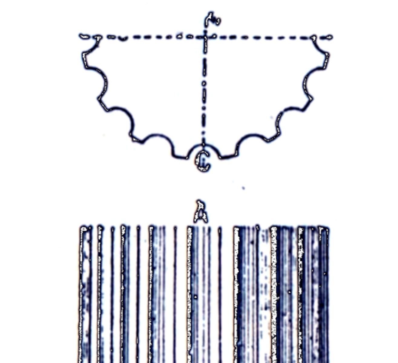 <p>Moulures creuses constituées de la juxtaposition de canaux verticaux, le plus souvent sur des colonnes ou des pilastres.</p>