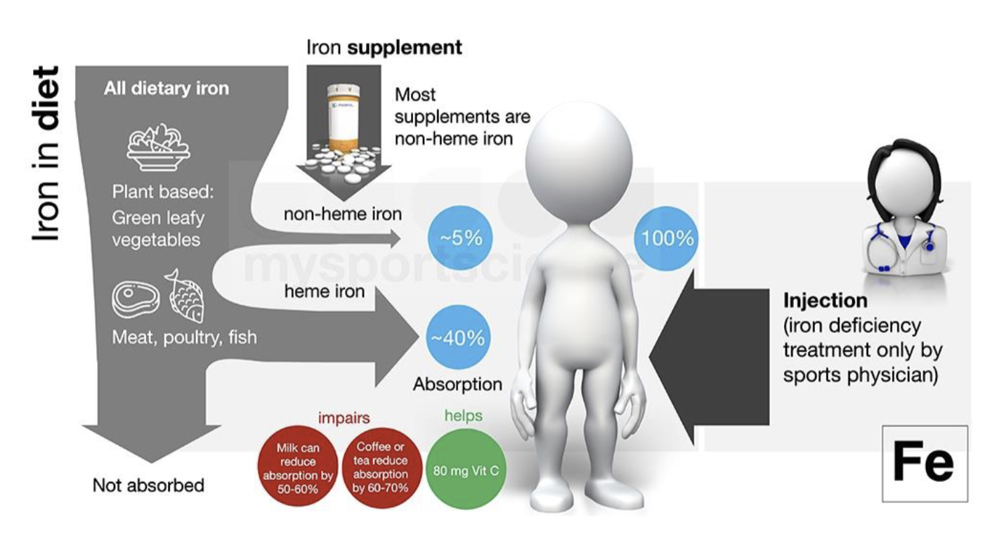 <p>Enhancers</p><ul><li><p>Vitamin C</p></li><li><p>Meat factor</p></li></ul><p></p><p>Inhibitors</p><ul><li><p>Phytates(corn,whole grain, legumes)</p></li><li><p>Polyphenols(tea and coffee)</p></li><li><p>Oxalates(spinach, berries, chocolate)</p></li></ul><p></p>