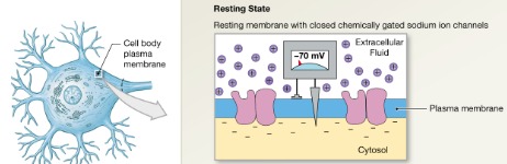 <p>Can excite the neuron into generating and action potential A shift in membrane potential toward 0mV -movement of Na+ through channel -produces local current -Depolarizes nearby plasma membrane (graded potential) -change in potential is proportional to stimulus</p>