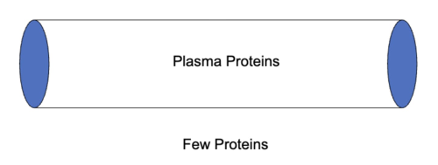 <p>plasma proteins</p>